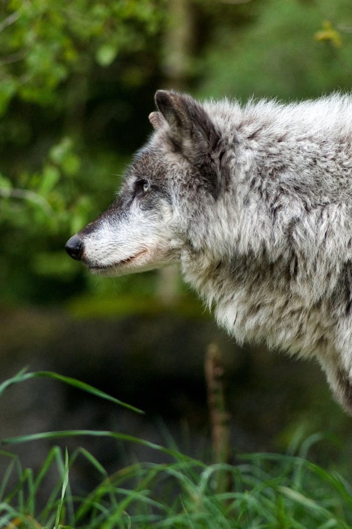Detailed close-up of a gray wolf in its natural environment, showcasing its majestic fur.